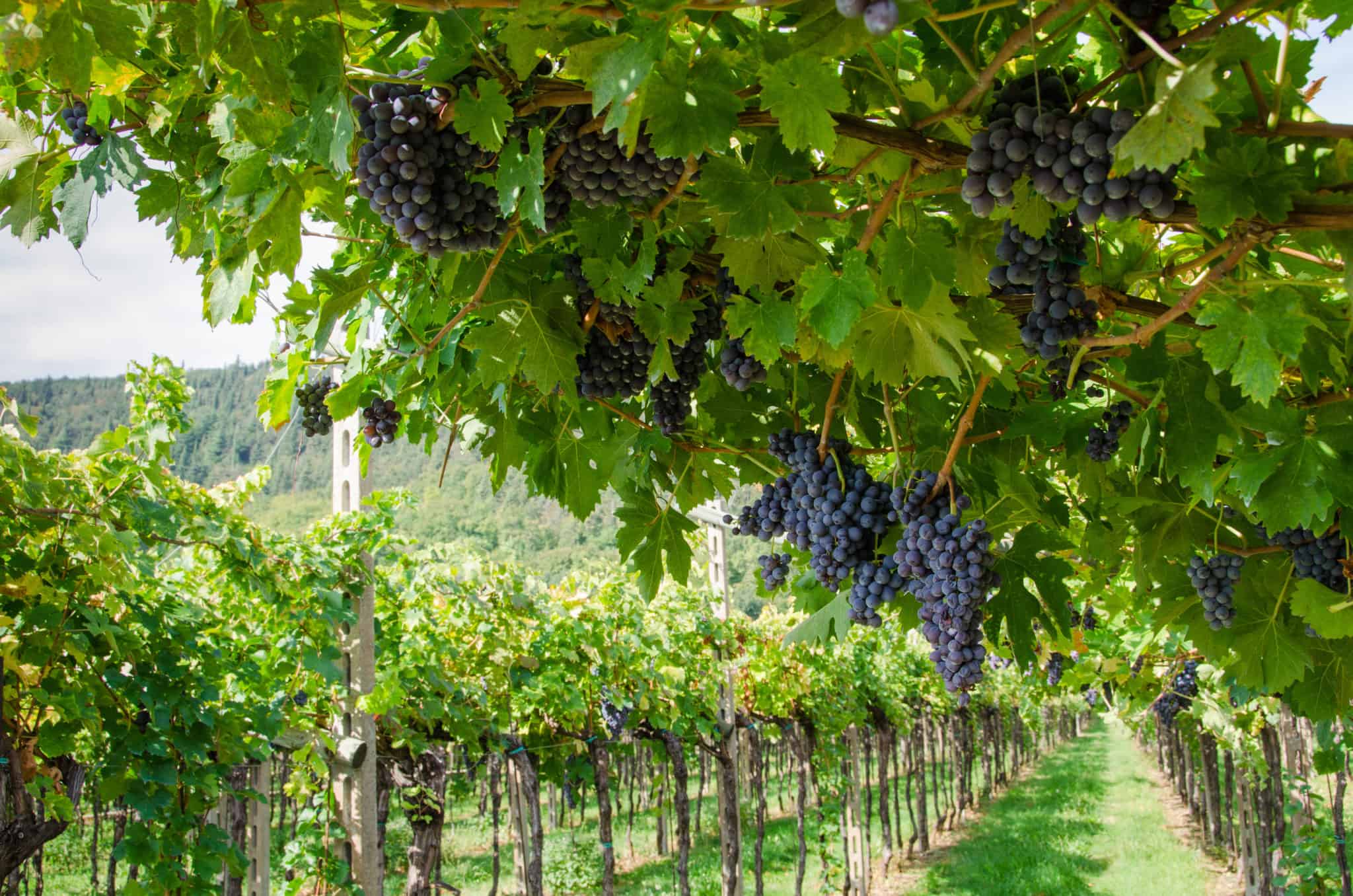 Sangiovese Montecucco