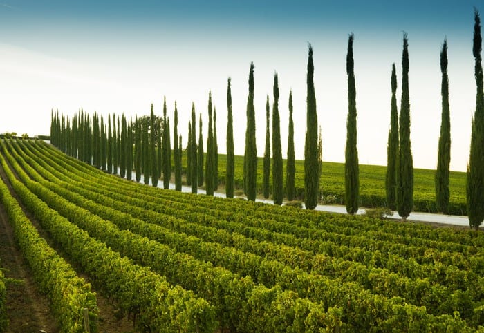Morellino di Scansano: un altro grande rosso toscano