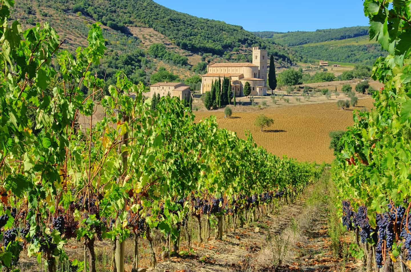 Nobile di Montepulciano Rosso