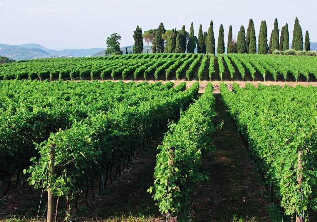 Valpolicella pregiato